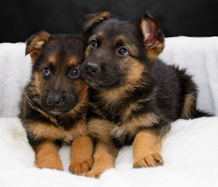 Max ve Zeus