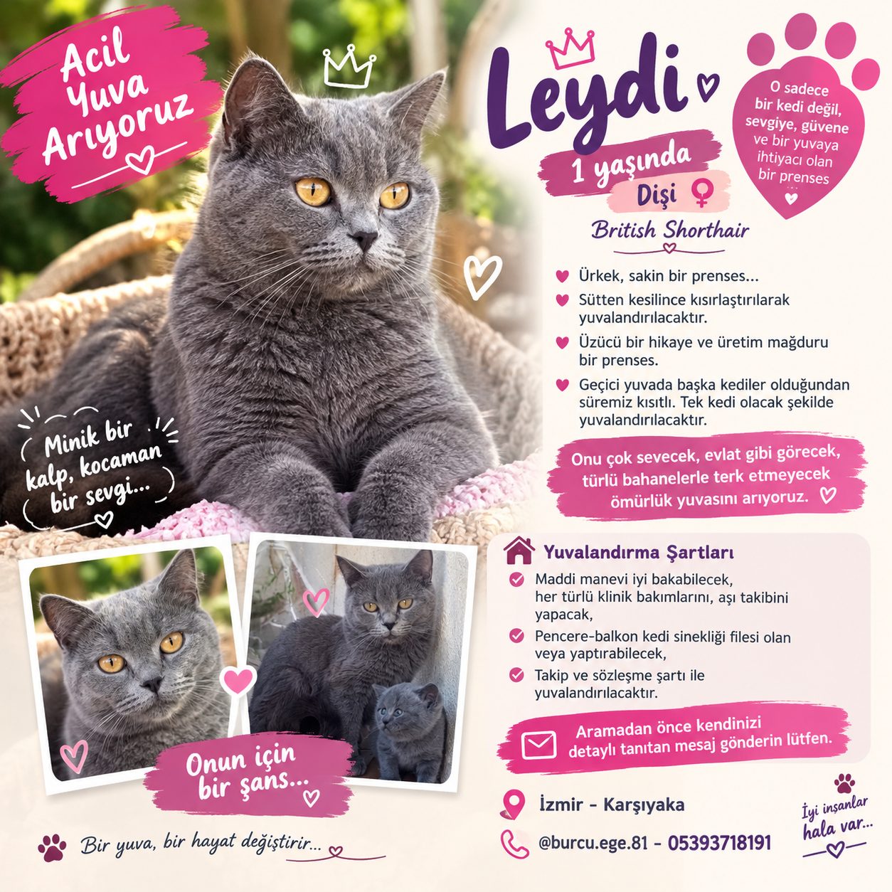 Leydi