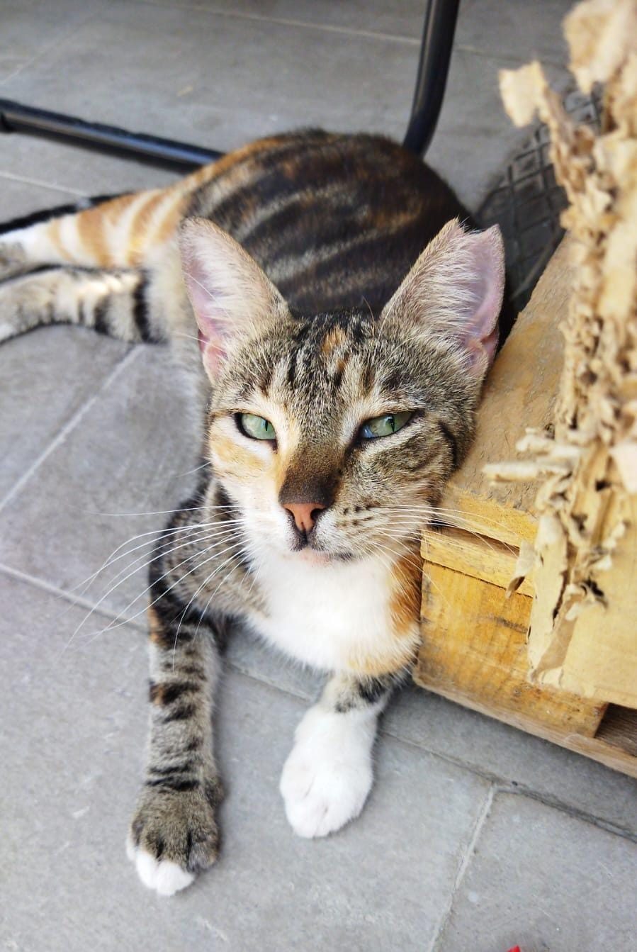 Mia