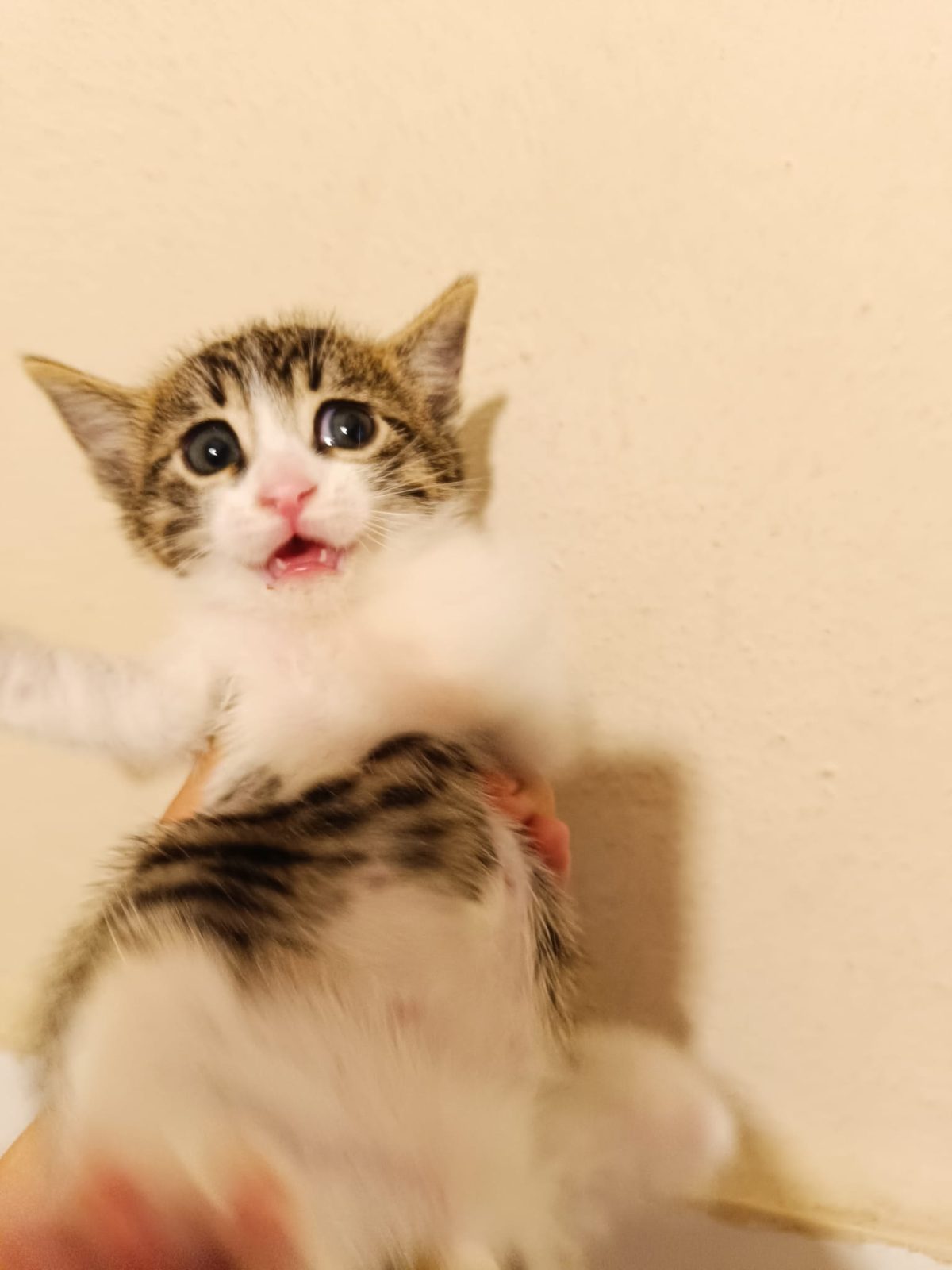 Minik