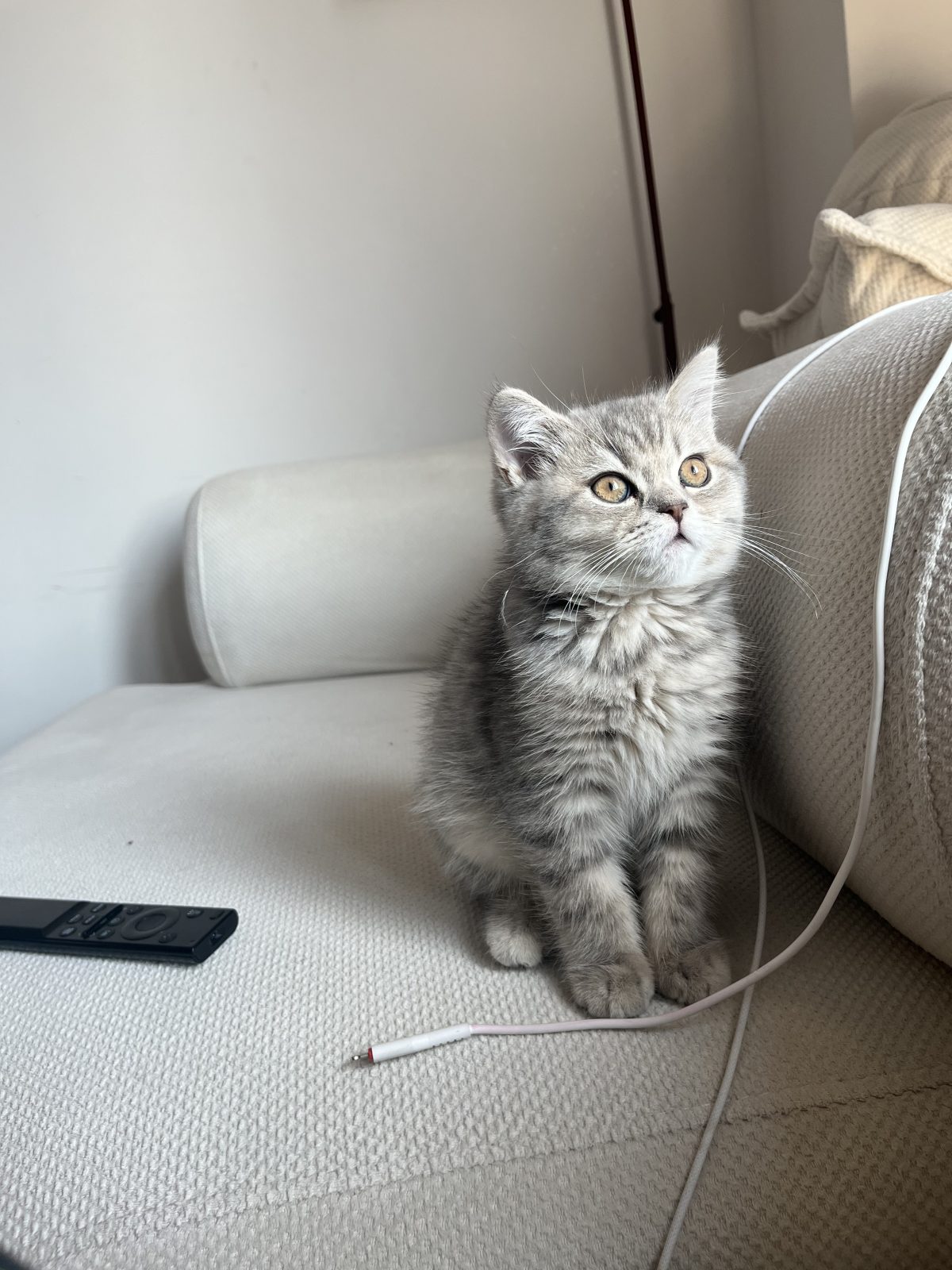 Pamuk