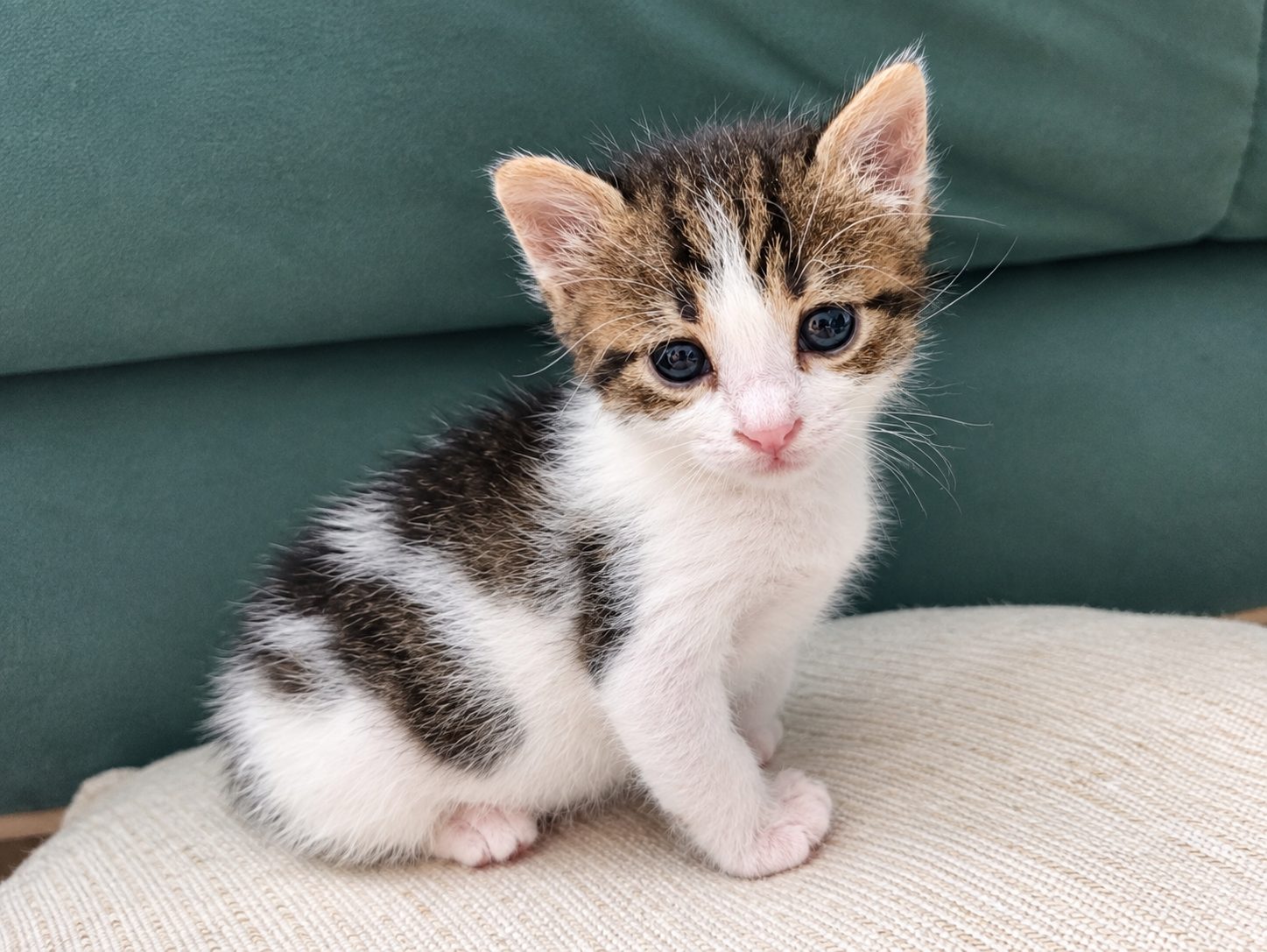 Leo