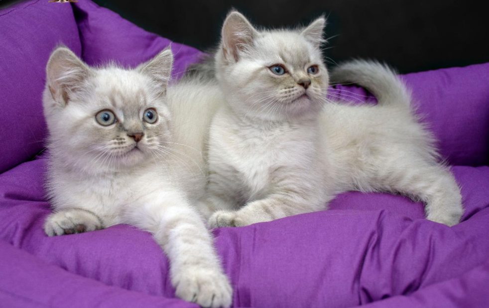 Bulut ve Sis
